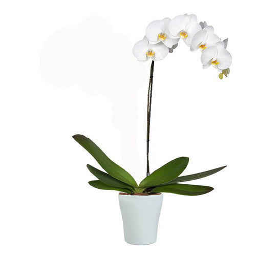 Orquidea blanca flor grande