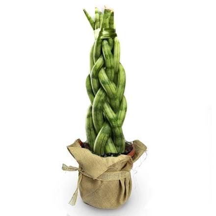 sansevieria trenzada Sansevieria Trenzada – florería La Maison