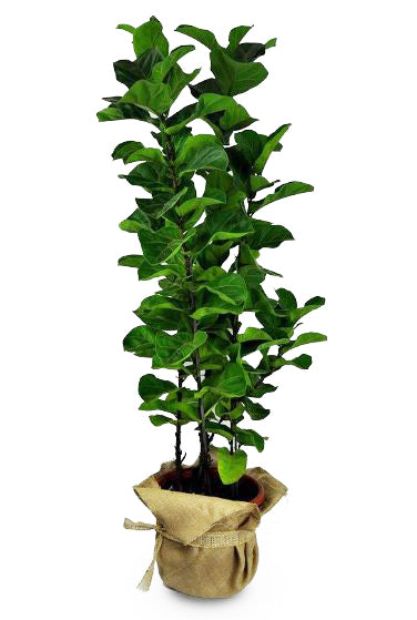 Ficus Lirata